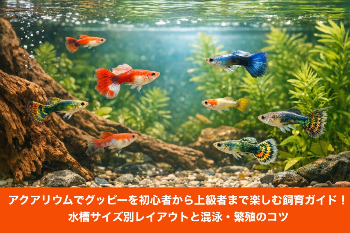 アクアリウムでグッピーを初心者から上級者まで楽しむ飼育ガイド！水槽 